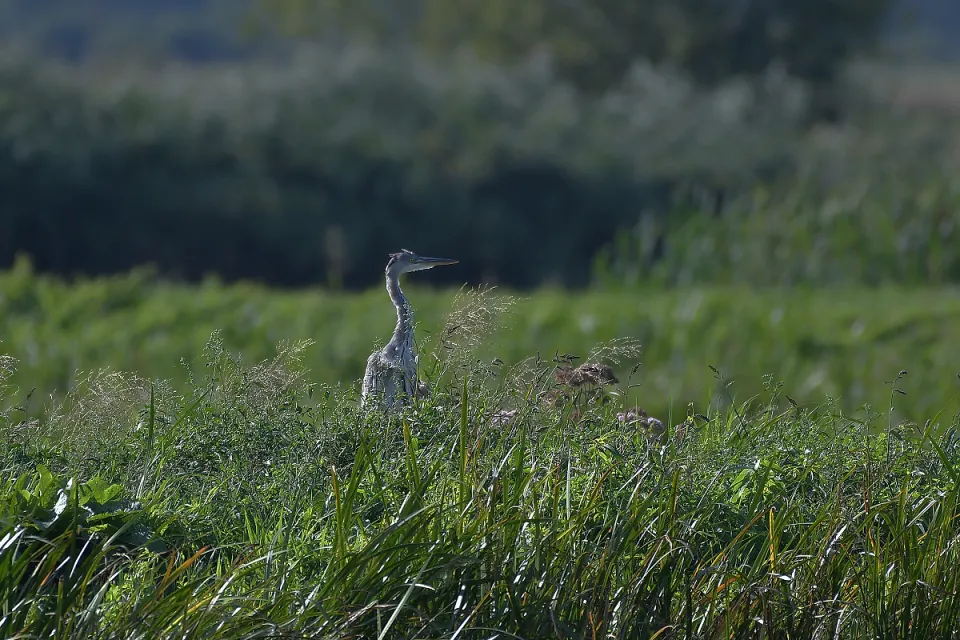 Ardea cinerea