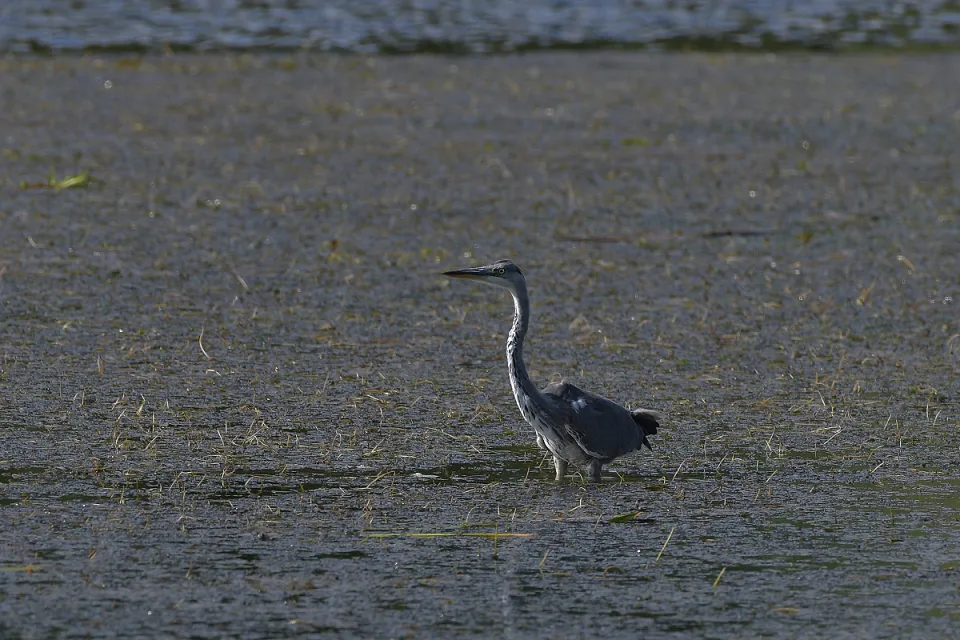 Ardea cinerea
