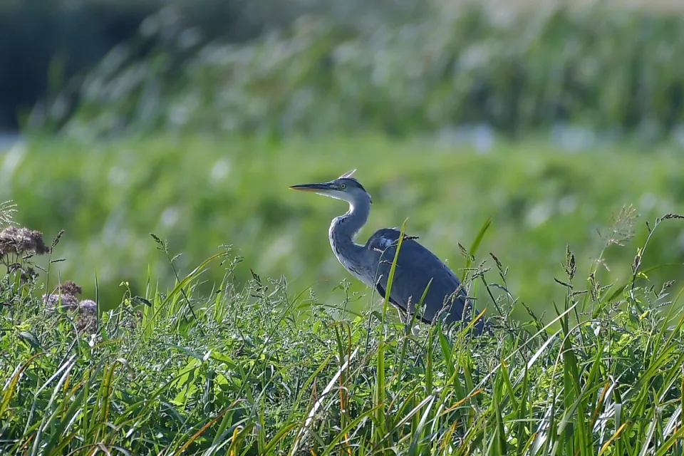 Ardea cinerea