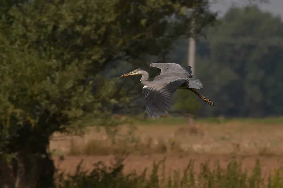 Ardea cinerea