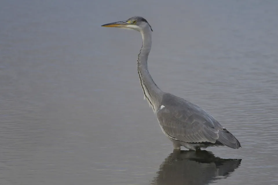 Ardea cinerea
