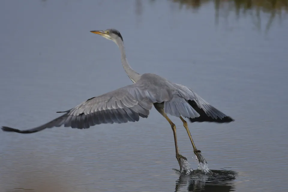 Ardea cinerea