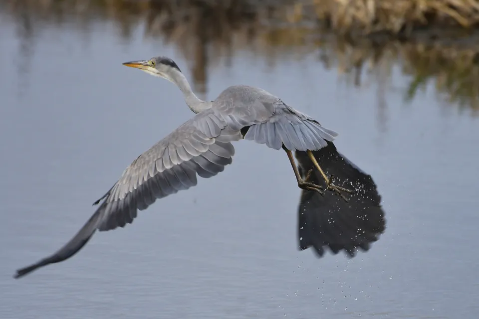 Ardea cinerea