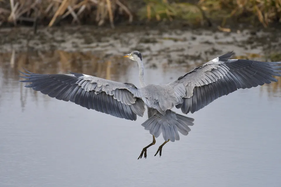 Ardea cinerea