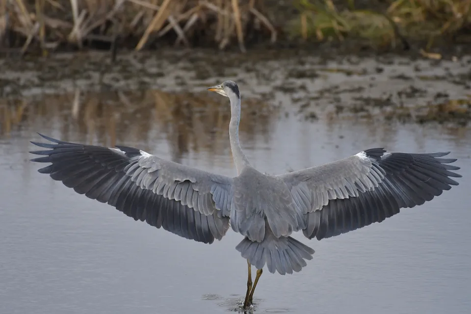 Ardea cinerea