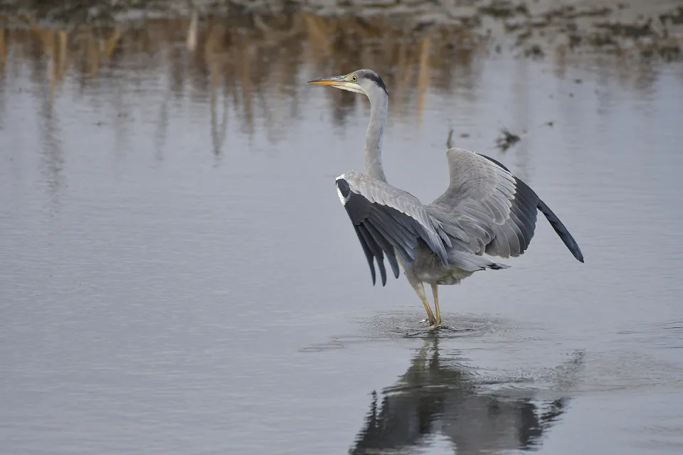Ardea cinerea