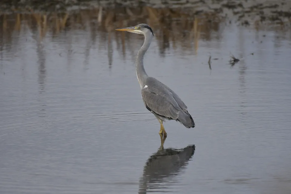 Ardea cinerea
