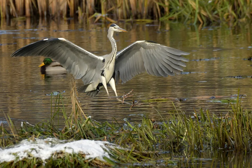 Ardea cinerea