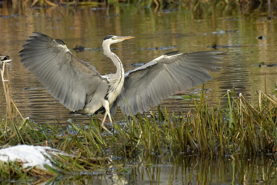 Ardea cinerea
