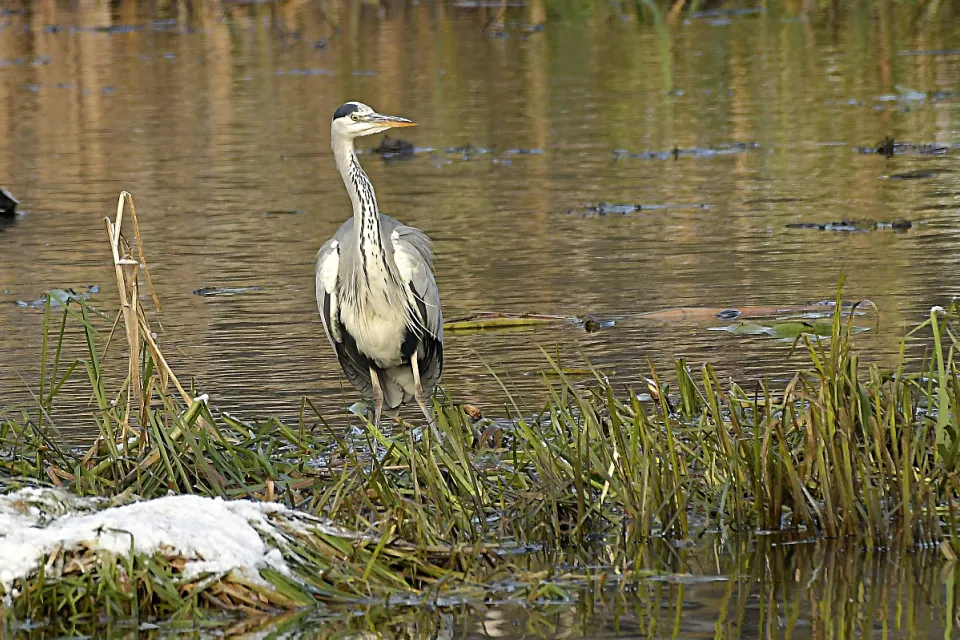 Ardea cinerea