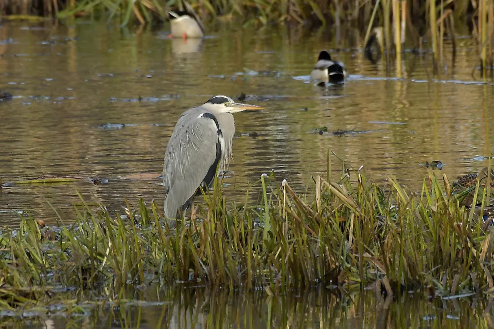Ardea cinerea