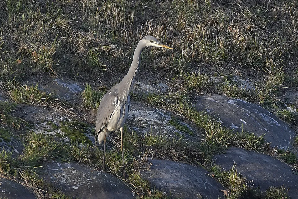 Ardea cinerea