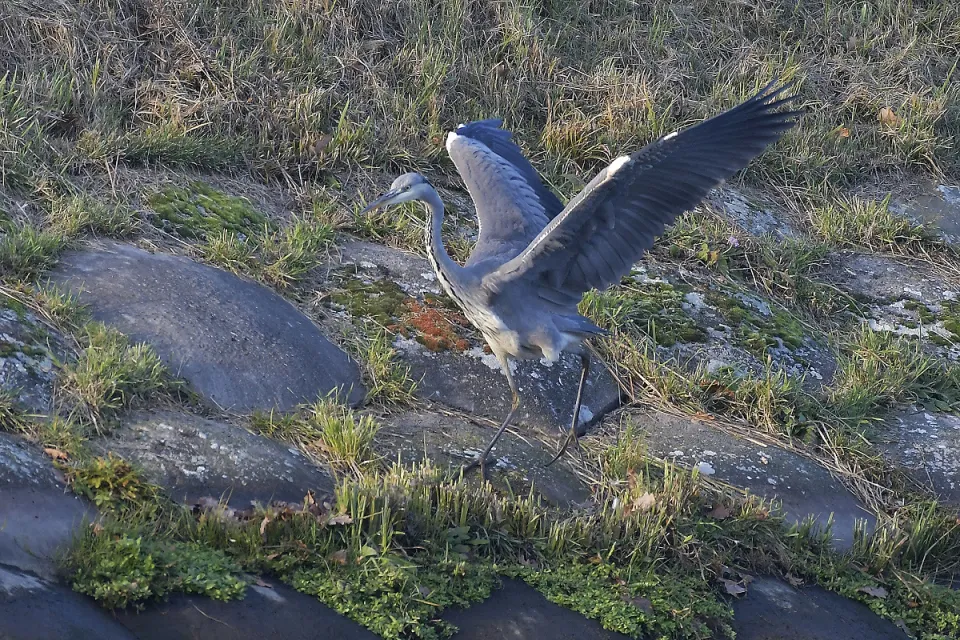 Ardea cinerea