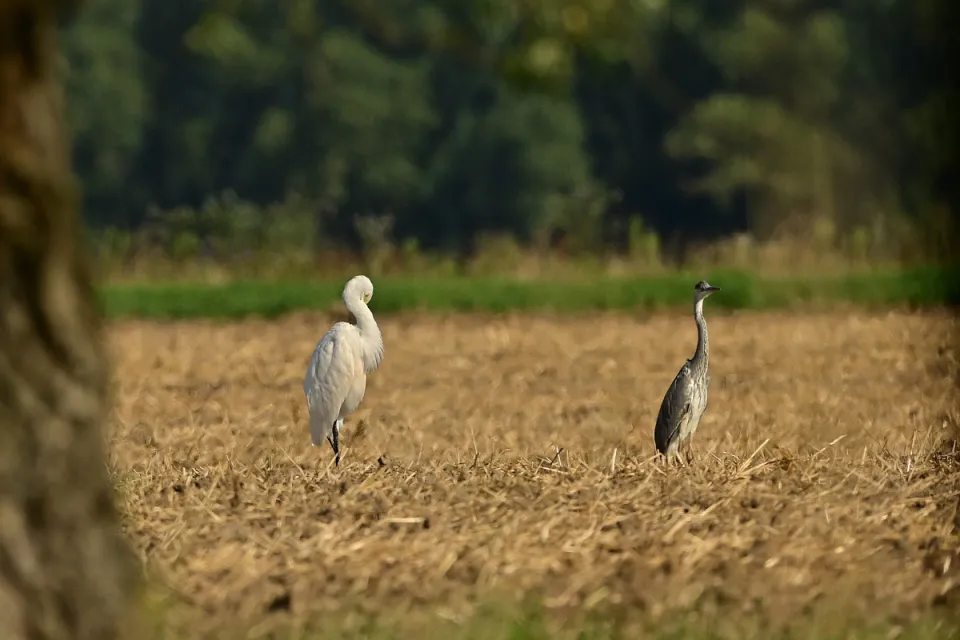Ardea cinerea