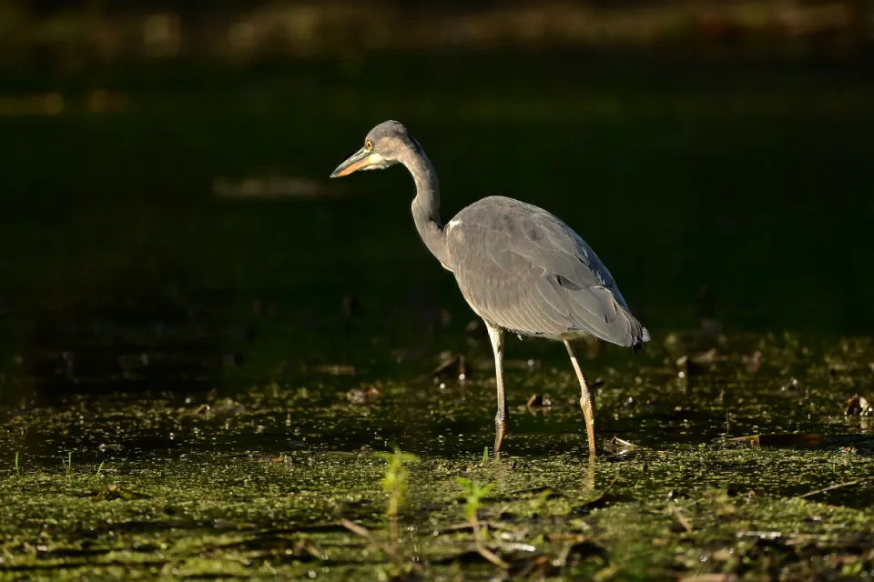 Ardea cinerea