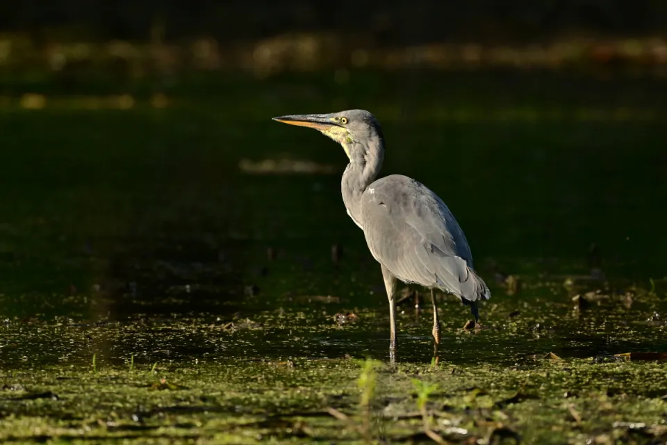 Ardea cinerea
