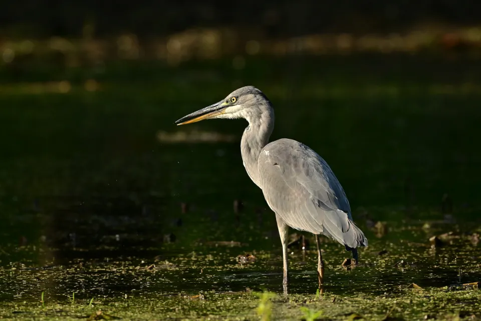 Ardea cinerea