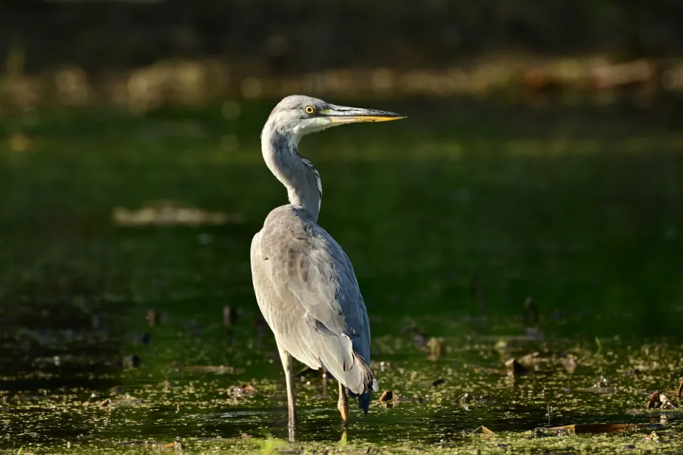 Ardea cinerea