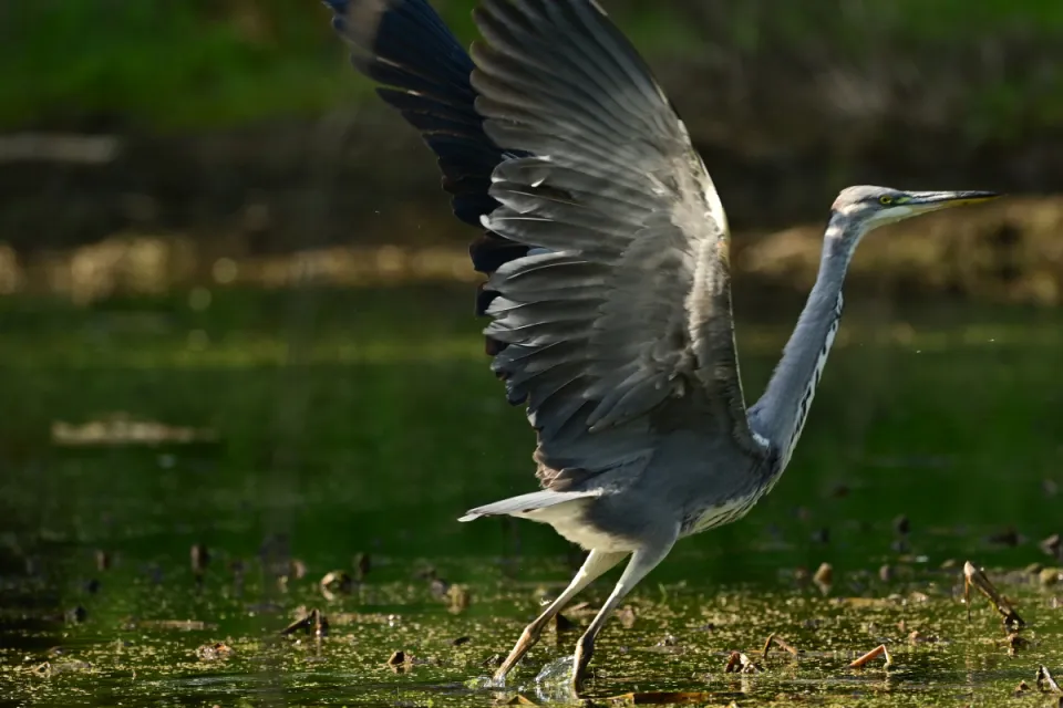 Ardea cinerea