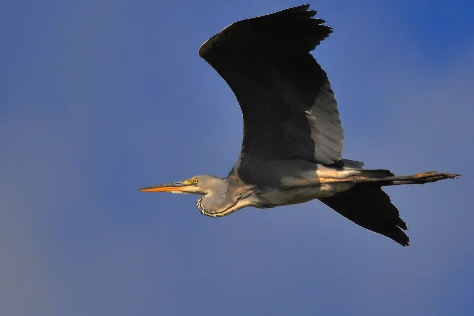 Ardea cinerea