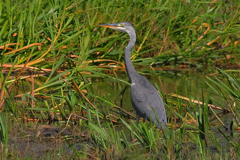 Ardea cinerea