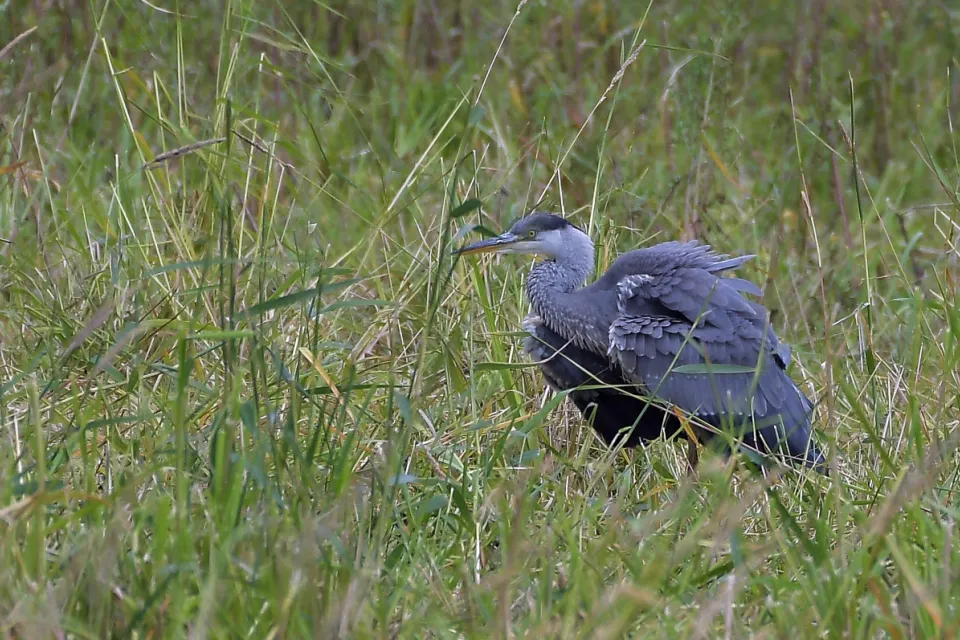Ardea cinerea