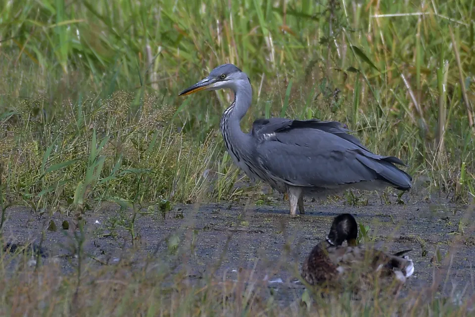 Ardea cinerea