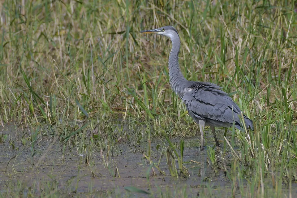 Ardea cinerea