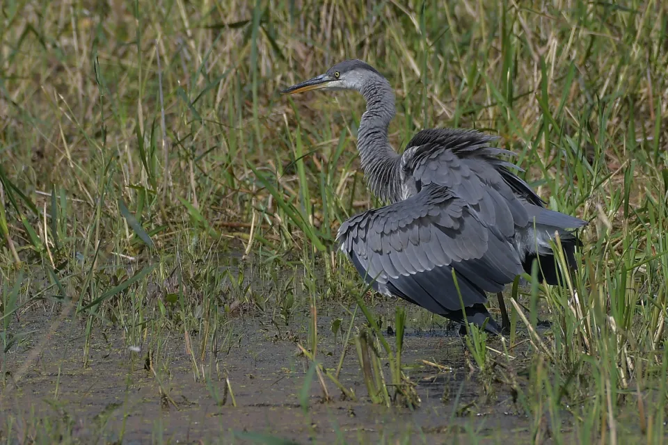 Ardea cinerea