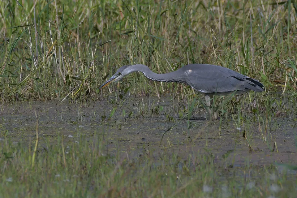 Ardea cinerea