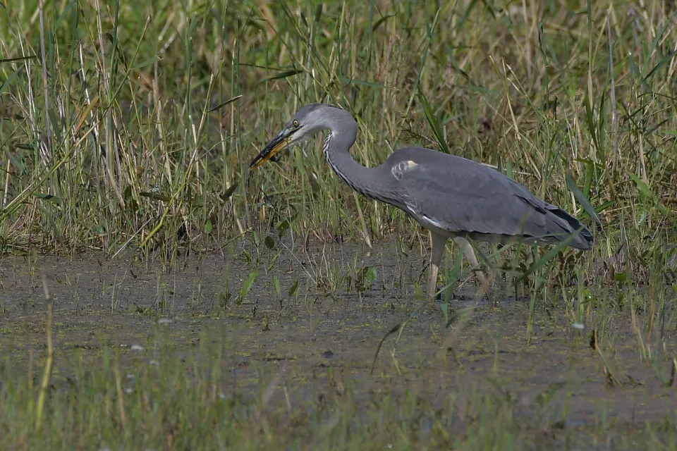 Ardea cinerea