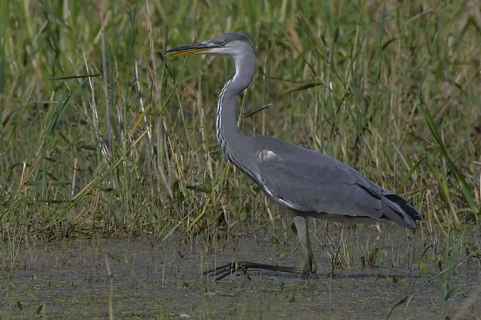 Ardea cinerea