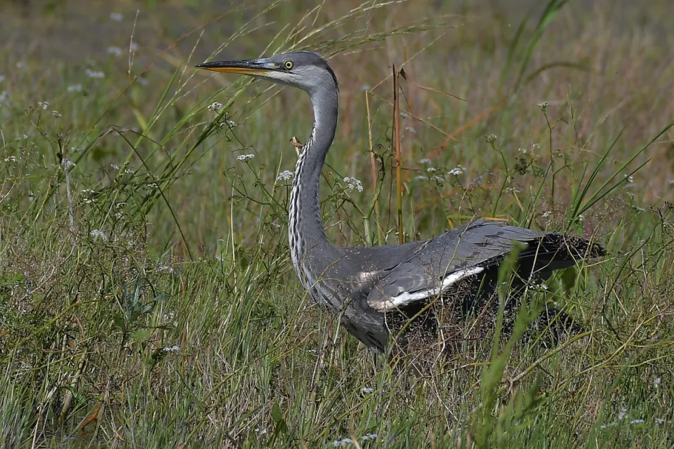 Ardea cinerea