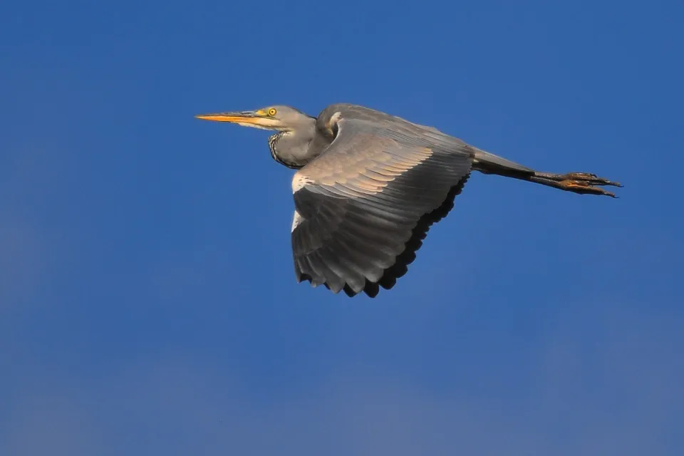 Ardea cinerea