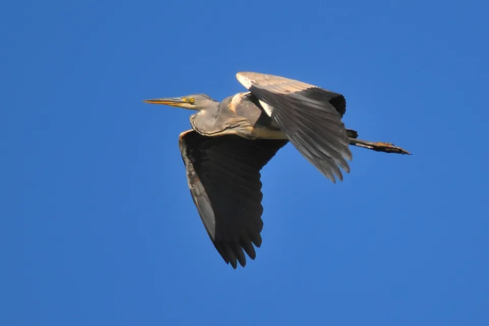Ardea cinerea