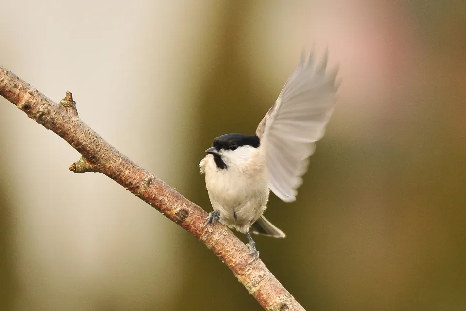 Poecile montanus