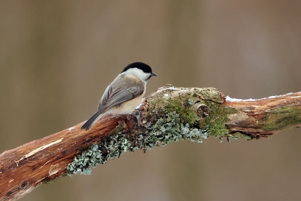 Poecile montanus