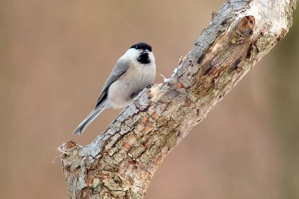 Poecile montanus