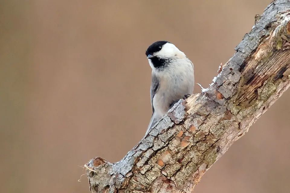 Poecile montanus