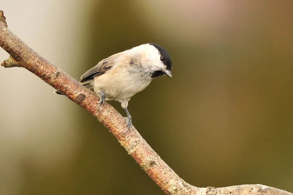 Poecile montanus
