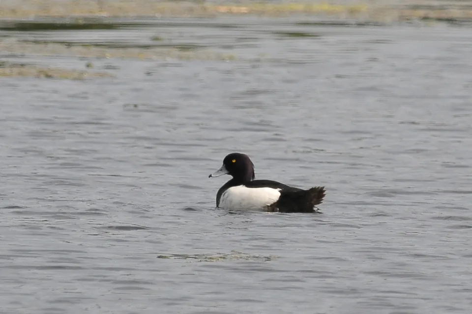 Aythya fuligula