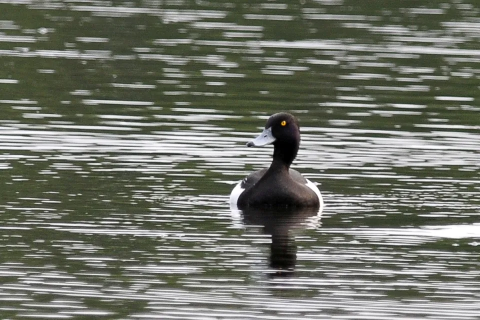 Aythya fuligula
