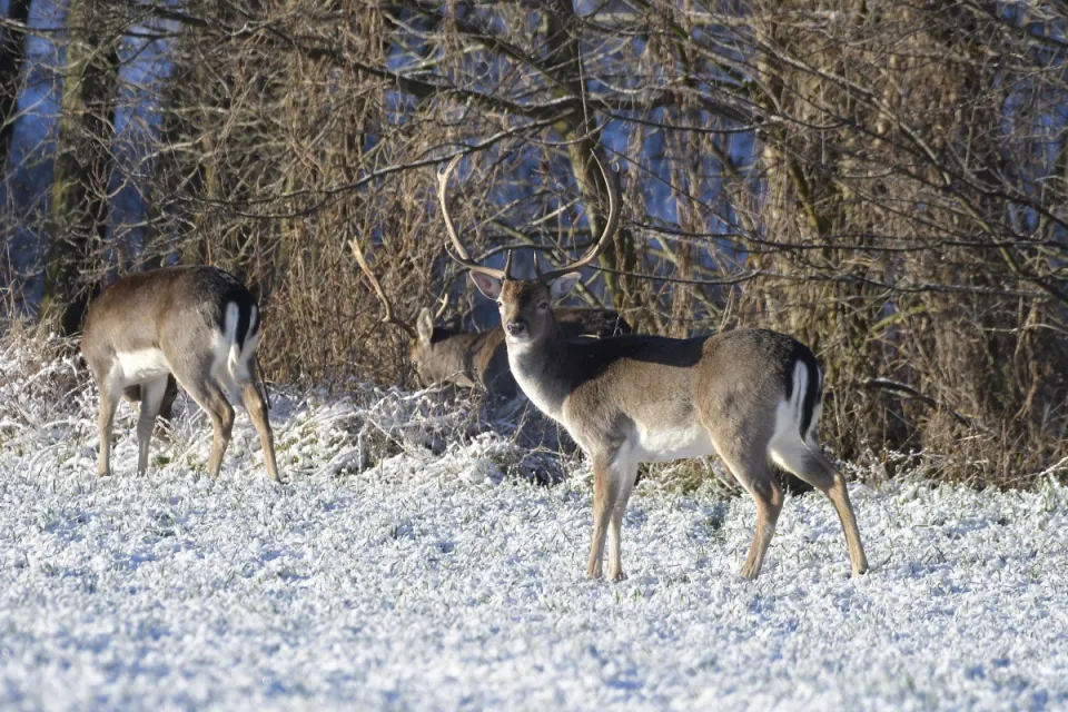 Dama dama