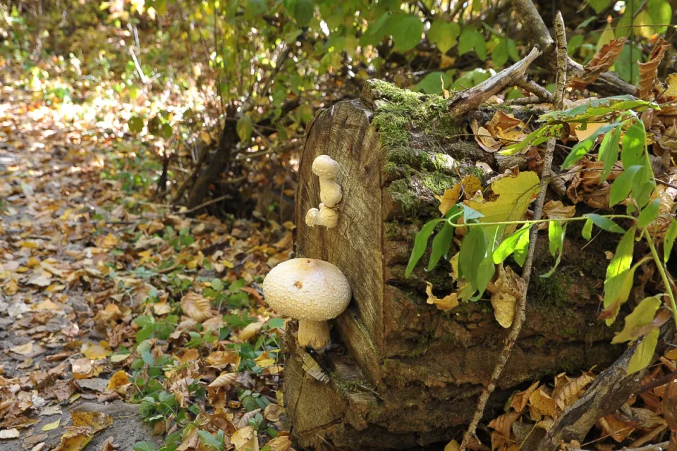 Autum