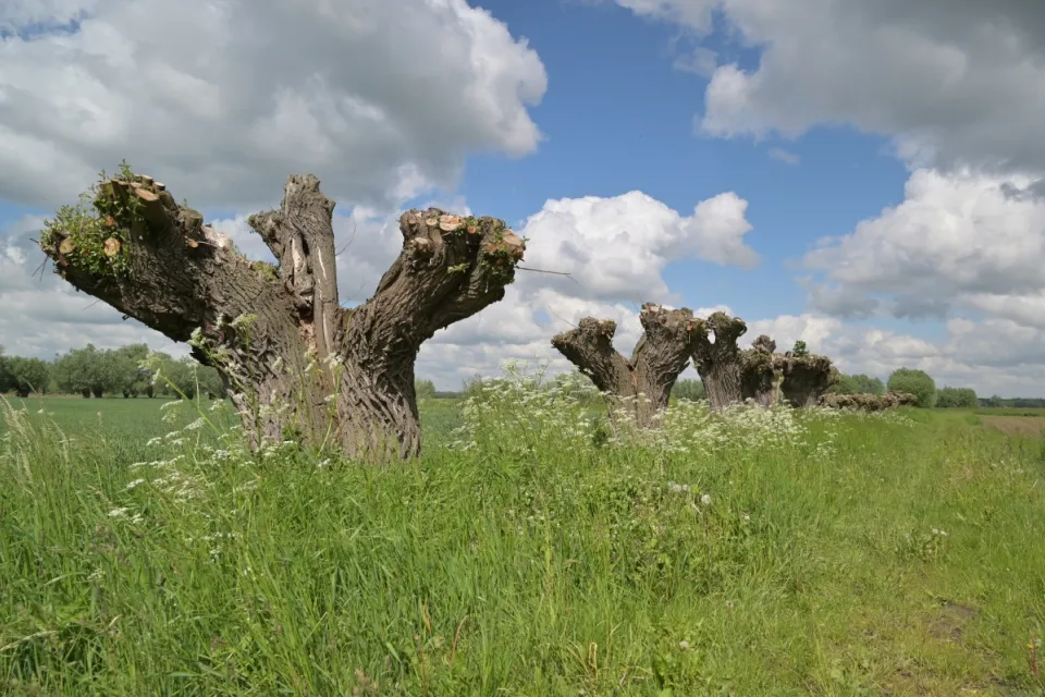Dolina Dolnej Wisły