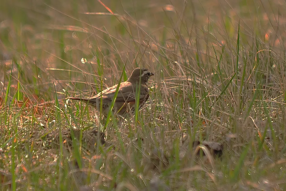 Turdus iliacus