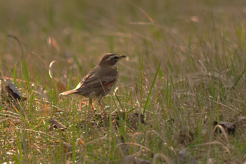 Turdus iliacus