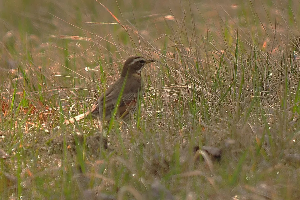 Turdus iliacus