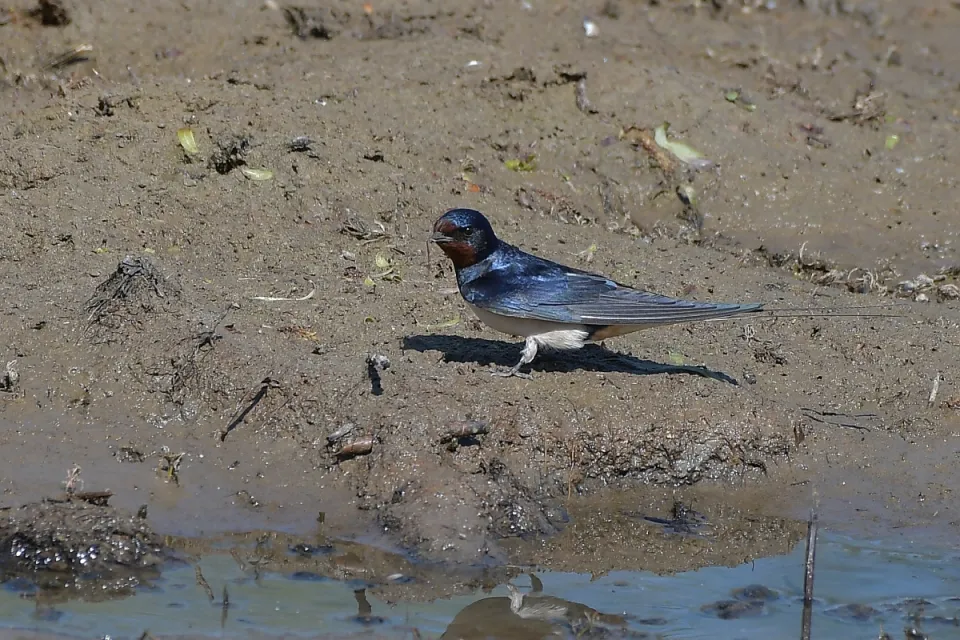 Hirundo rustica