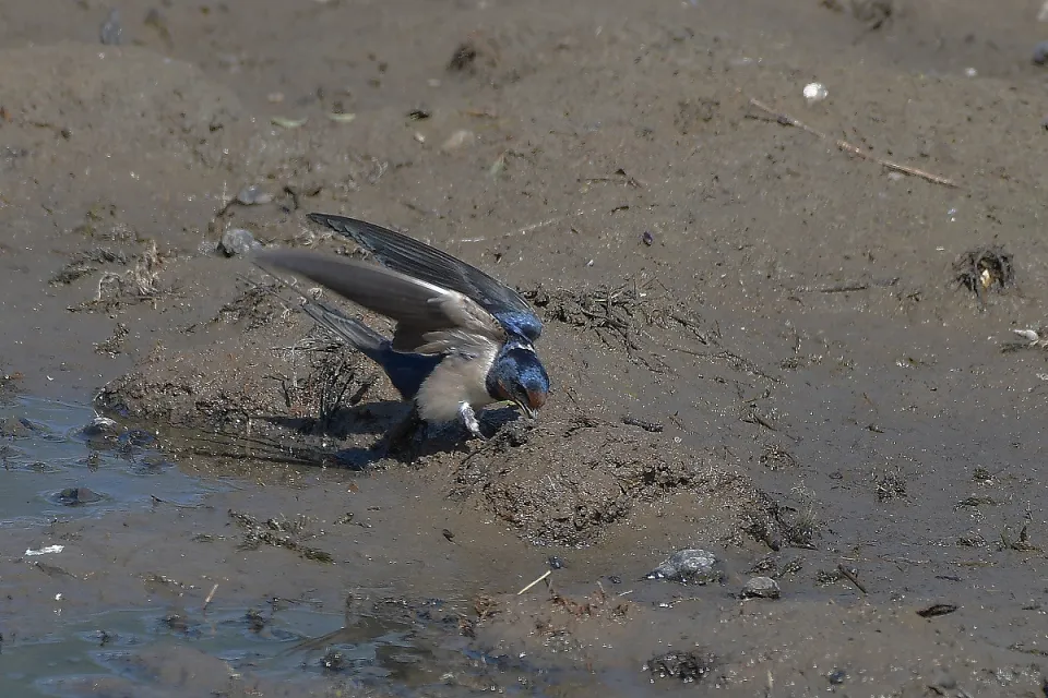 Hirundo rustica
